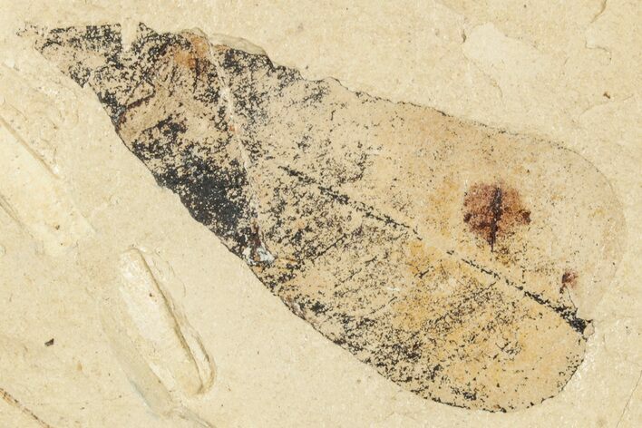 Fossil Leaf - France #254276